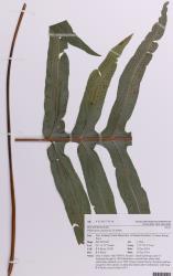Phlebodium aureum. Herbarium specimen of a plant from Kerikeri, AK 353079/A, showing the base of a pinnatifid fertile frond.
 Image: Auckland Museum © Auckland Museum CC BY-NC 3.0 NZ